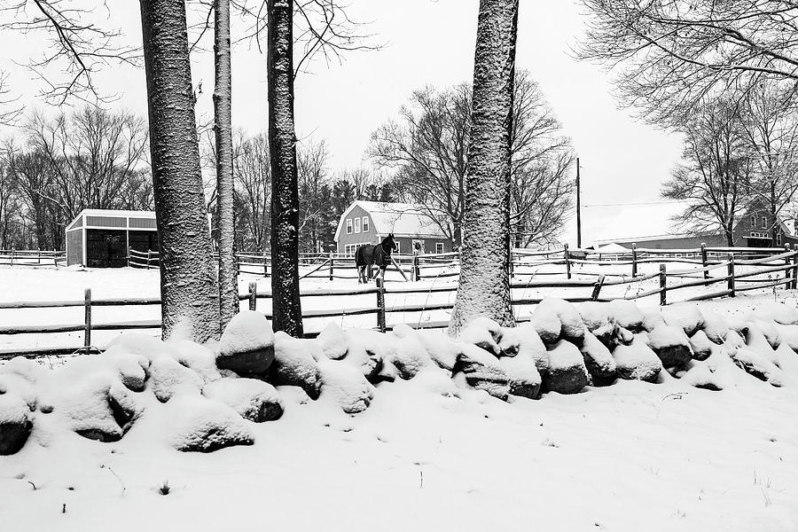 Horse in the Snow Hamilton MA Winter Farm Black and White Photograph by Toby McGuire