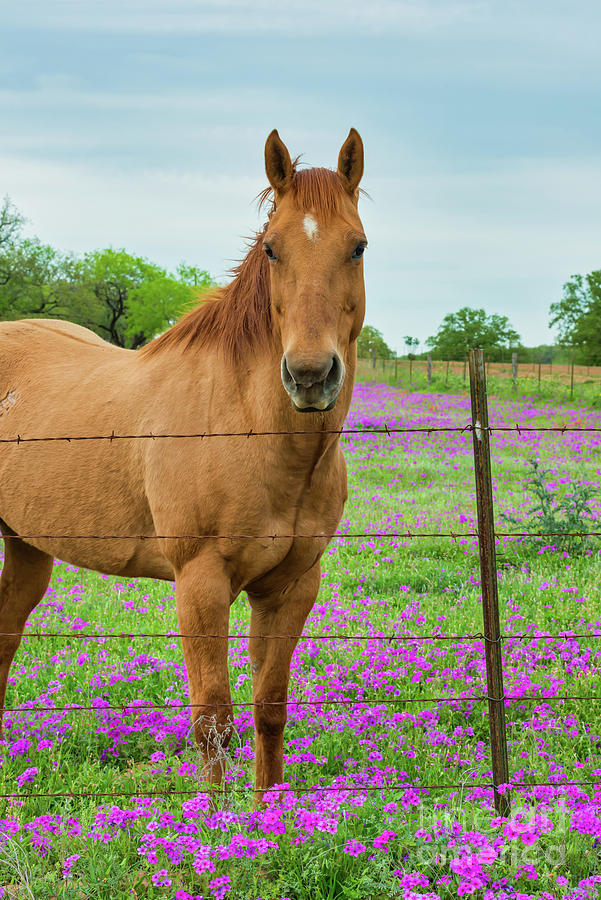 Horse in Wildflowers Photograph by Bee Creek Photography Tod and