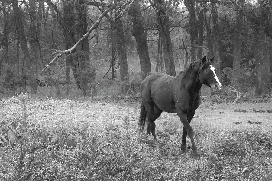 Nature Photograph - Horse in Woods by Seth Love