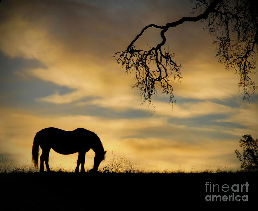Horse in Yellow Sunset Photograph by Stephanie Laird
