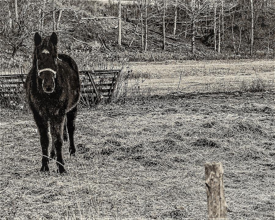 Horse Photograph by John Linnemeyer