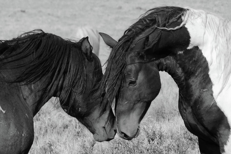 Horse Kiss Photograph by The Yellowstone Collection - Fine Art America