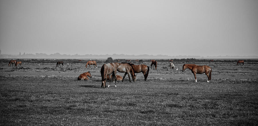 Horse landscape Photograph by MPhotographer