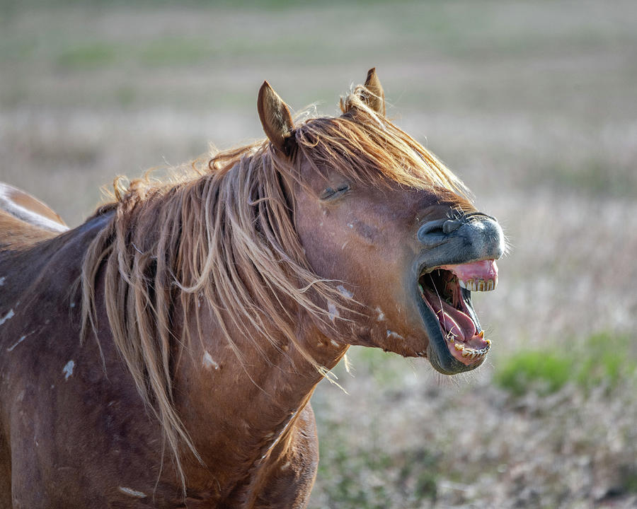 Horse Laugh Photograph by Michael Ash