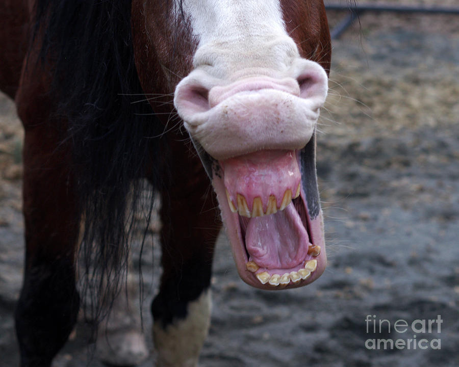 Horse Laugh Photograph