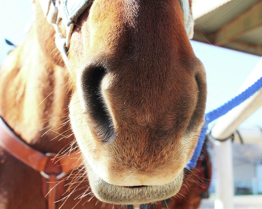 Horse lips Photograph by Catherine Sands - Fine Art America