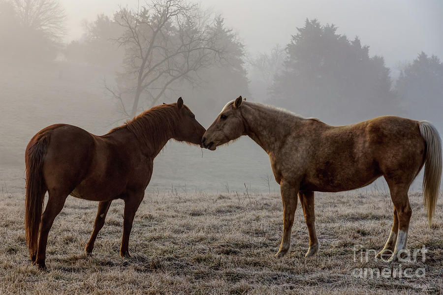 Horse Love Photograph by Jennifer White