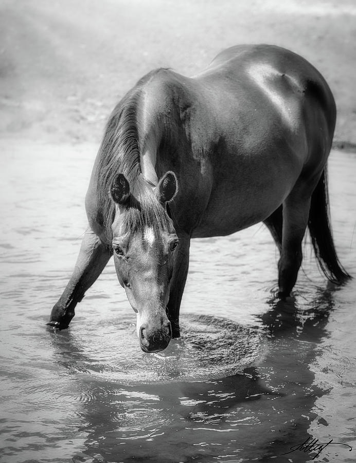 Horse Magic Photograph by Meg Leaf