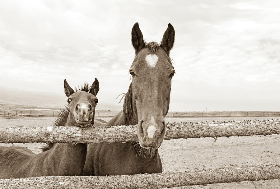 Curious Horse Mare and Foal in Sepia Photograph by Jennie Marie Schell