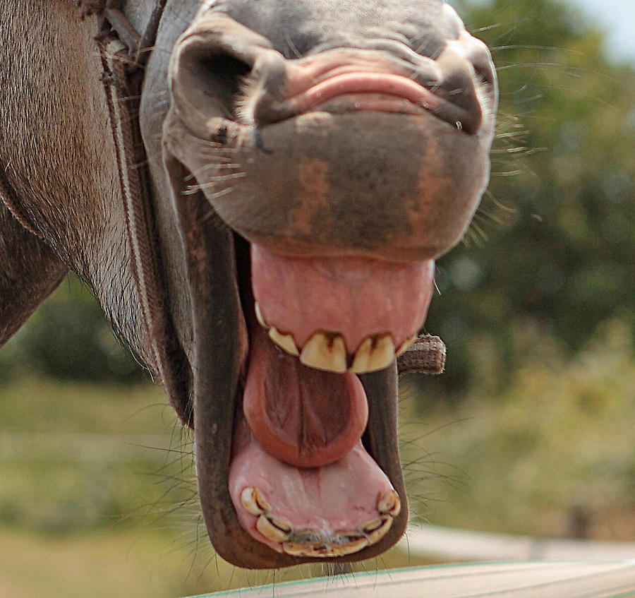 Horse Mouth 4 Mask Painting by Nadi Spencer - Pixels