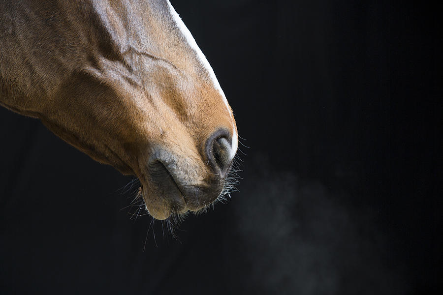 Horse mouth Photograph by Simonkr
