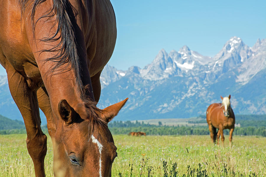 Horse Near and Horse Far in Grand Teton National Park Photograph by Bruce Gourley