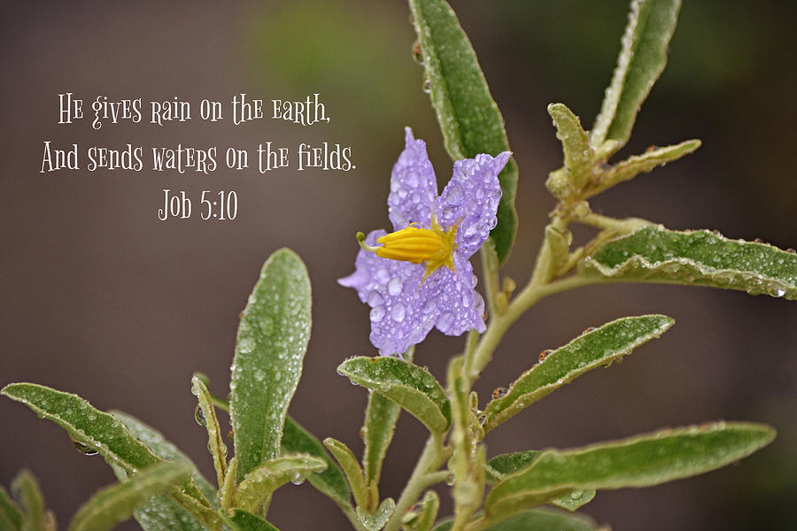 Horse Nettle in Rain and Scripture Digital Art by Gaby Ethington - Pixels