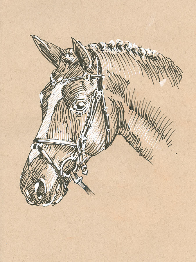 Horse Drawing - Horse No 3 by Peter Farago