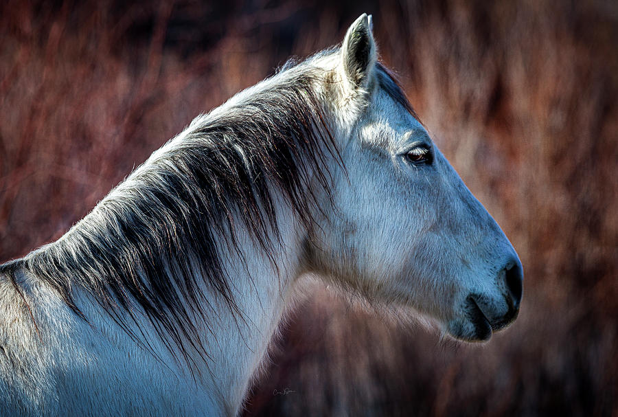 Horse No. 4 Photograph by Craig J Satterlee
