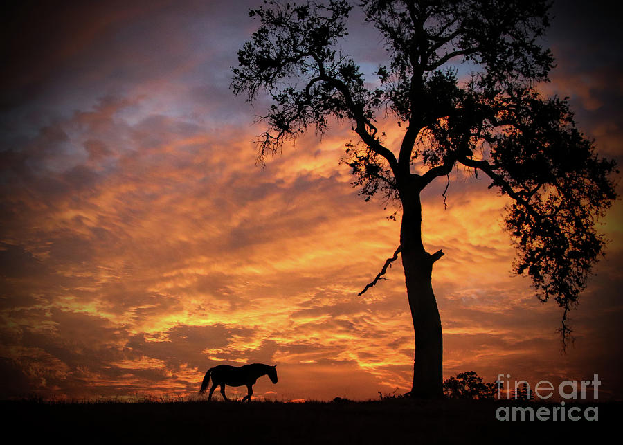 Horse Oak Tree and Magnificent Sunrise Photograph by Stephanie Laird