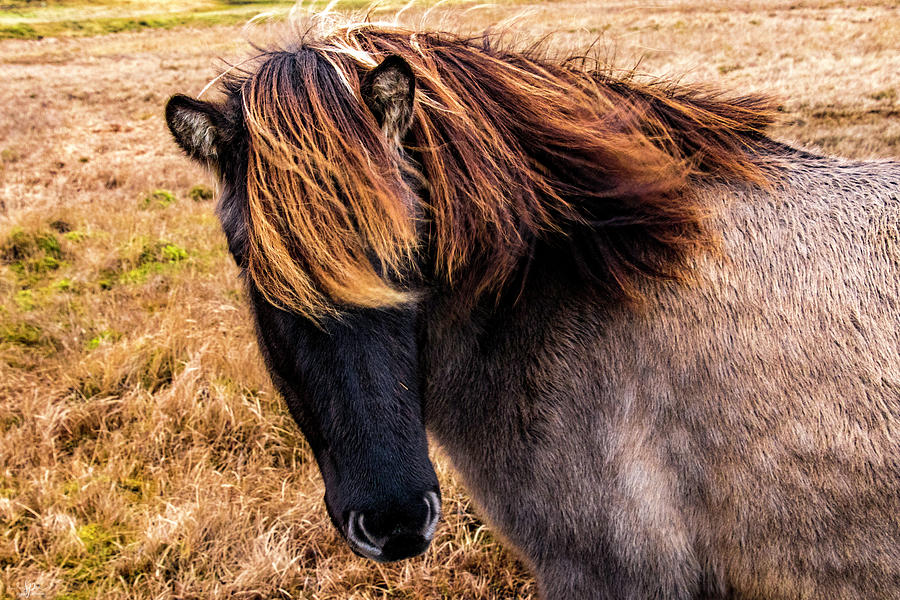 horse-of-another-color-photograph-by-shari-pederson