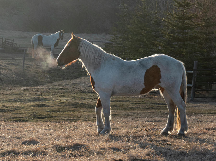Spring Photograph - Horse On A Cold Morning by Phil And Karen Rispin