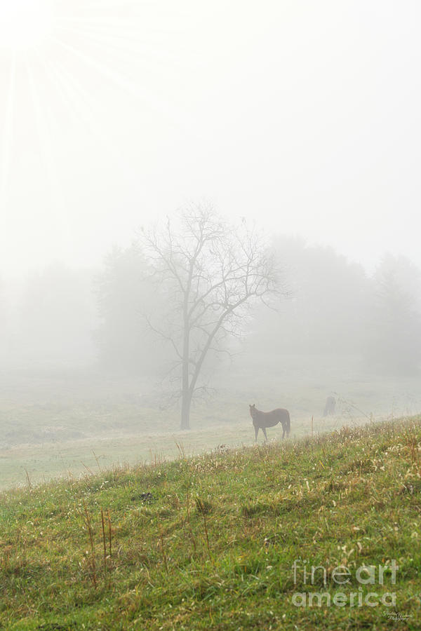Horse On A Hill In Fog Photograph by Jennifer White