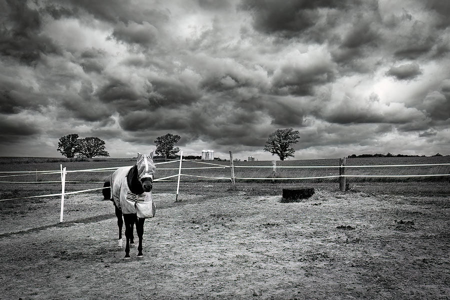 Horse on a Stormy Day Photograph by Bill Chizek