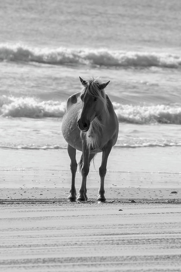Horse on the Beach Photograph by David Stasiak
