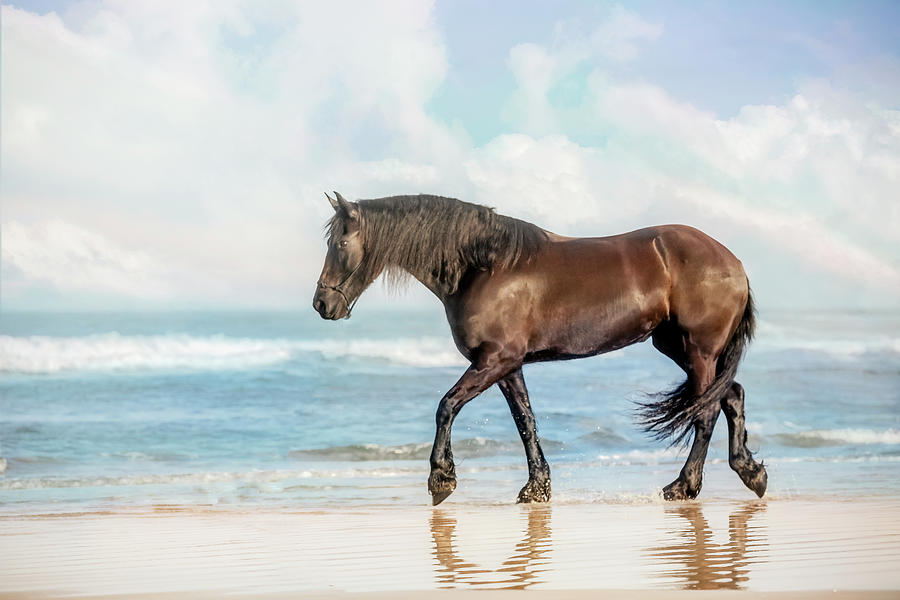 horse on the Beach Print Photograph by JBK Photo Art