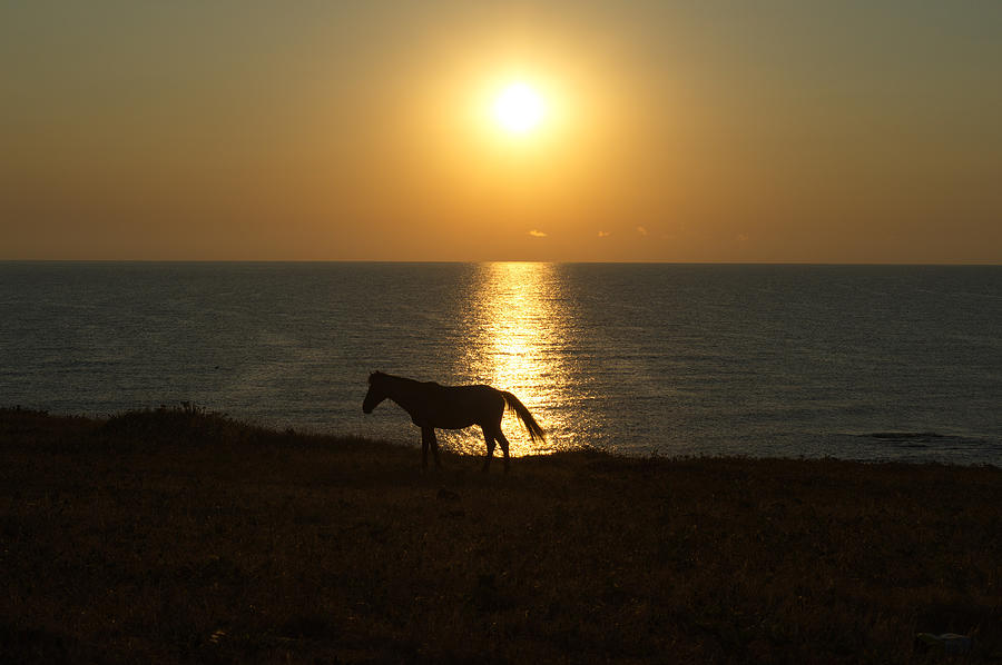 Horse on the sunshine Photograph by Radophoto