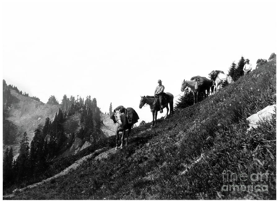 HORSE PACKING IN THE OLYMPIC MOUNTAINS 1920s Photograph by Joe Jeffers