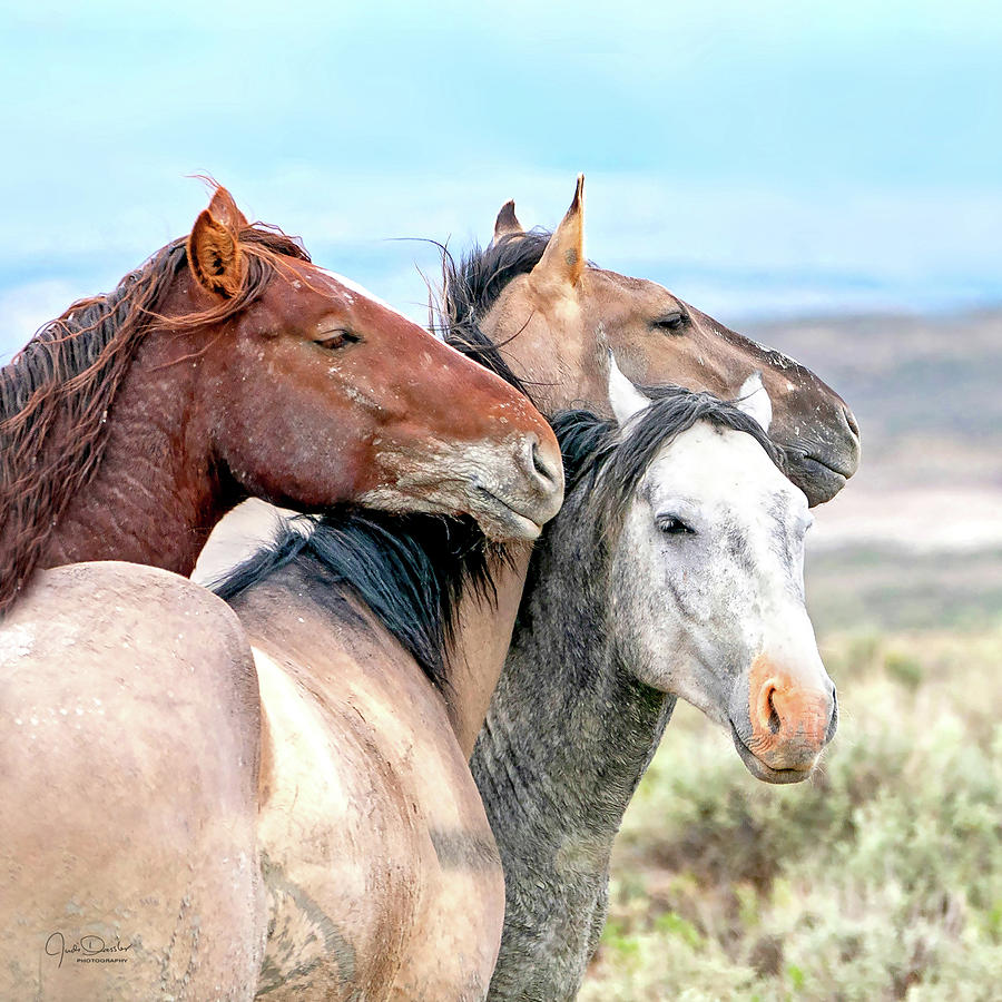 Horse Pals Photograph by Judi Dressler