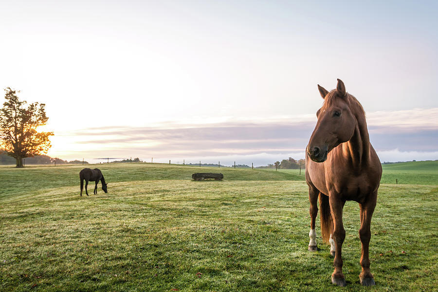 Horse Pasture At Sunrise Photograph