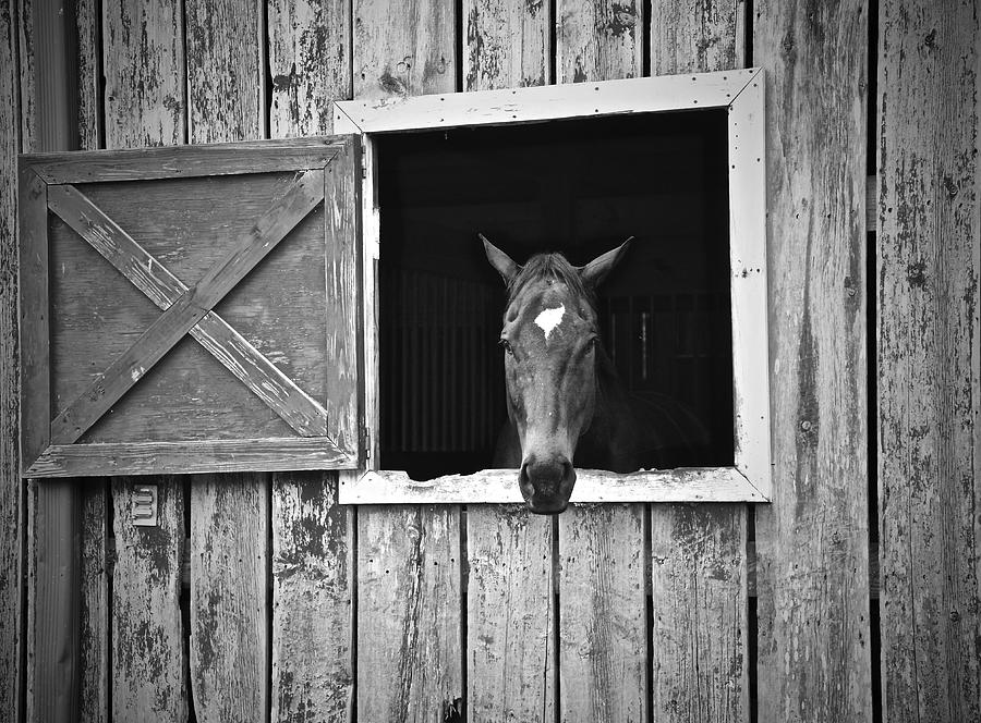 Horse Peeking out of Barn Photograph by Tiffany Anne Pettengill Pixels