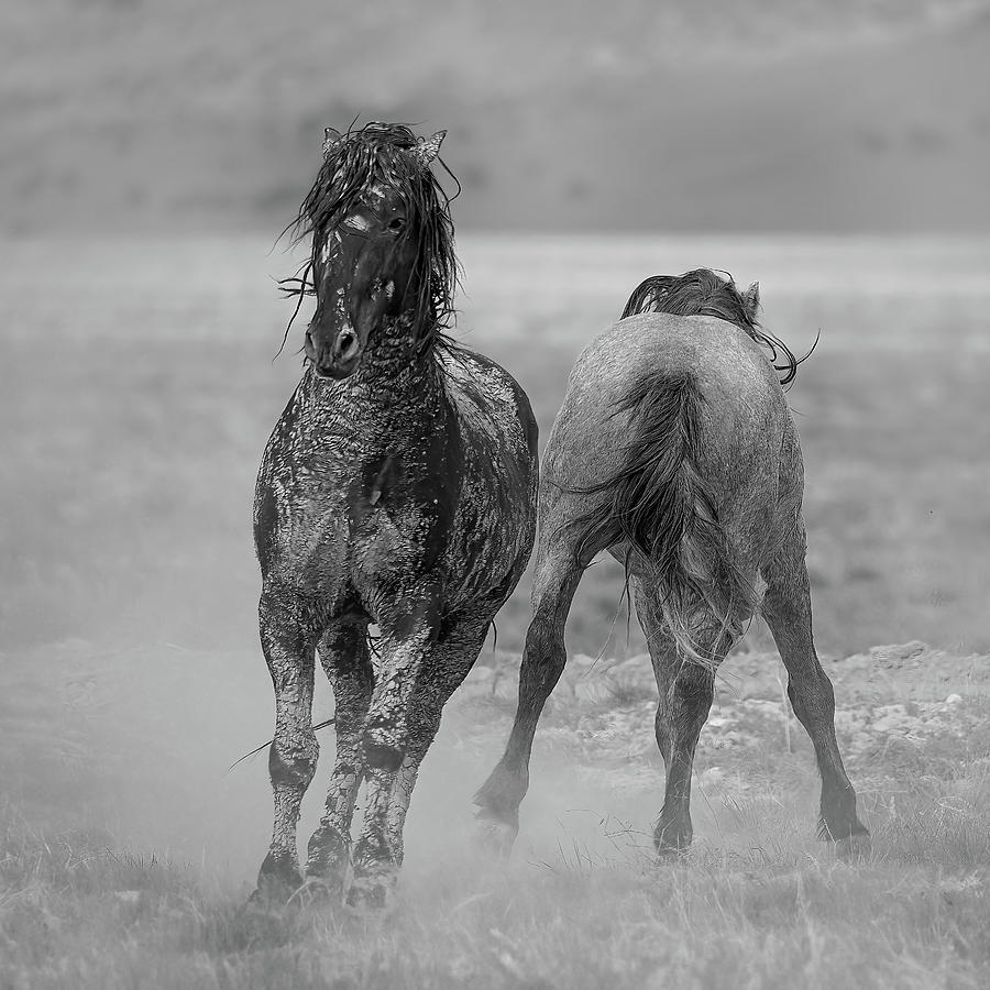 Horse Play Photograph by Fon Denton