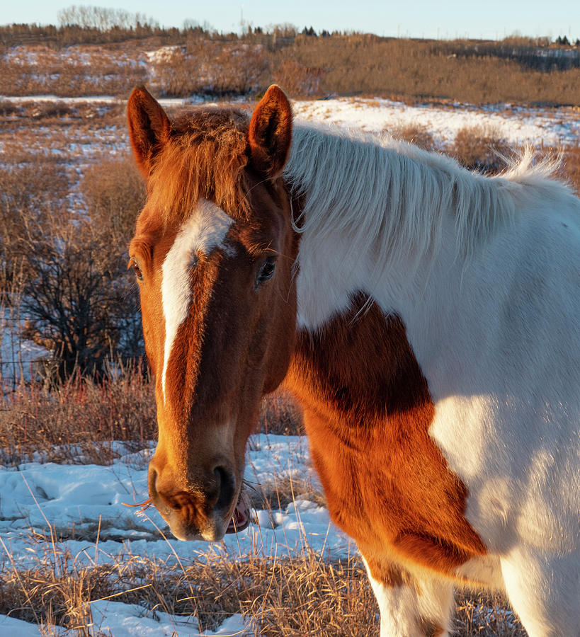 Winter Photograph - Horse Portrait At Dawn by Phil And Karen Rispin