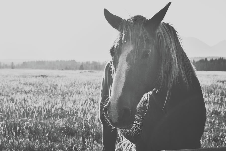Horse Portrait Black And White Photograph