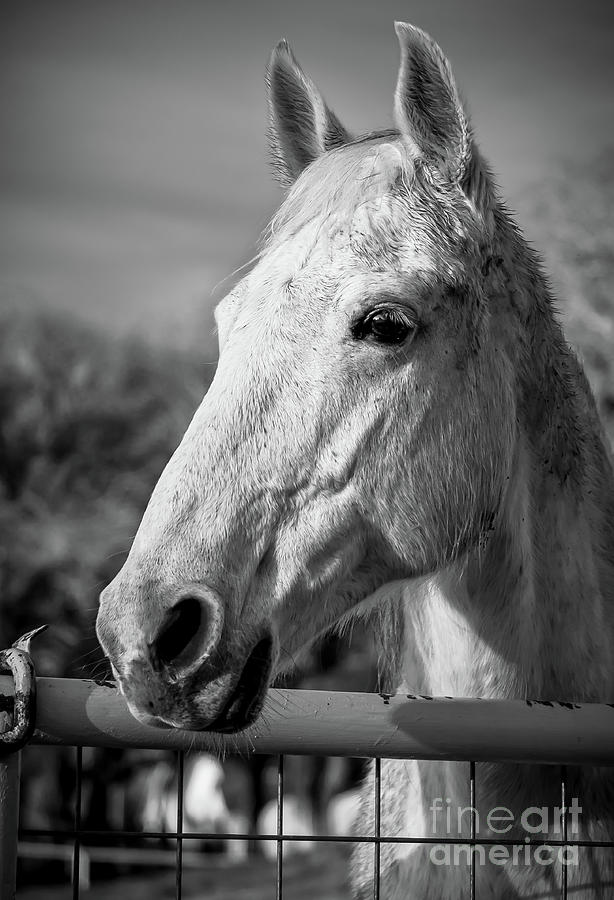 Horse Portrait in Black and White Photograph by Imagery by Charly