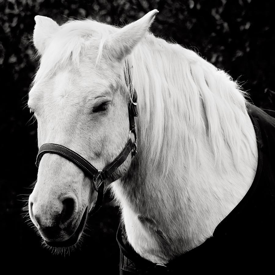 Horse Portrait in Monochrome Photograph by Richard Cummings