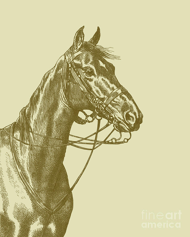 Vintage Digital Art - Horse Portrait Line Art by Madame Memento