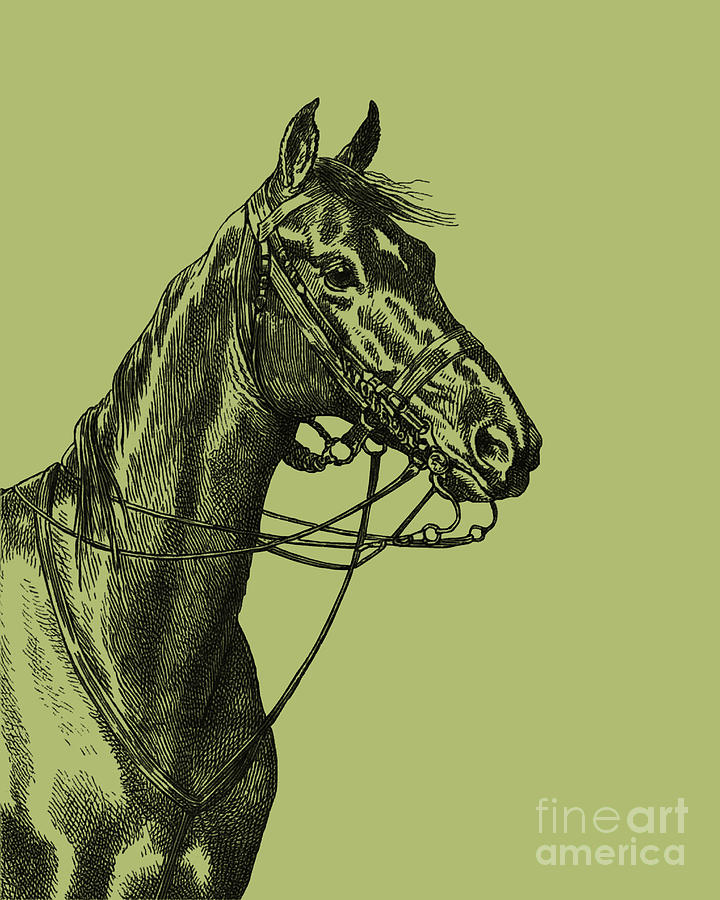 Black And White Digital Art - Horse Portrait by Madame Memento