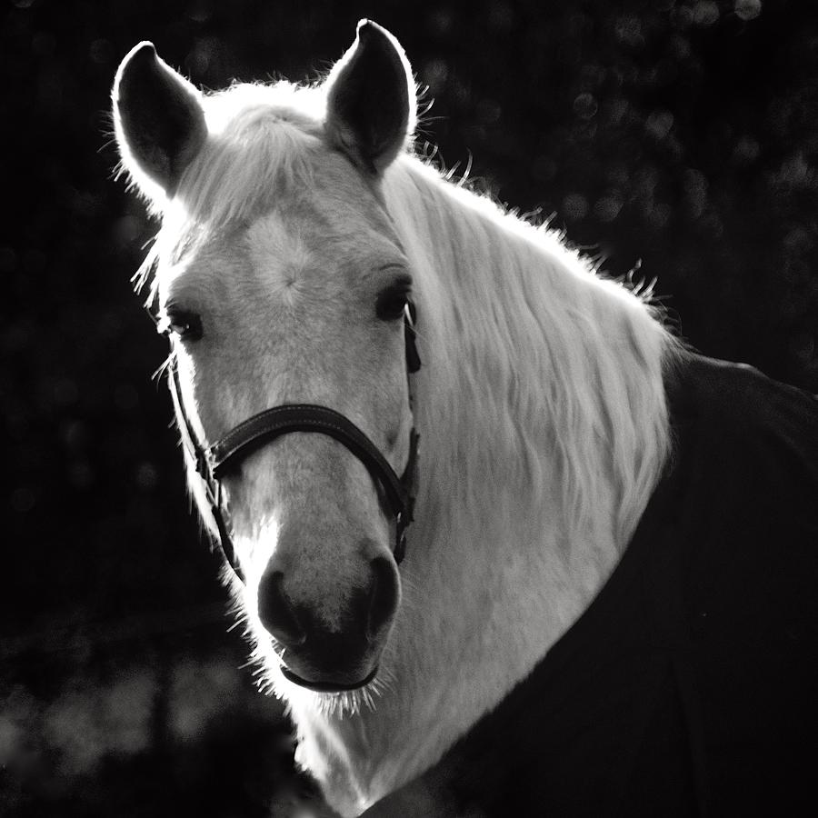 Horse Portrait Photograph by Richard Cummings