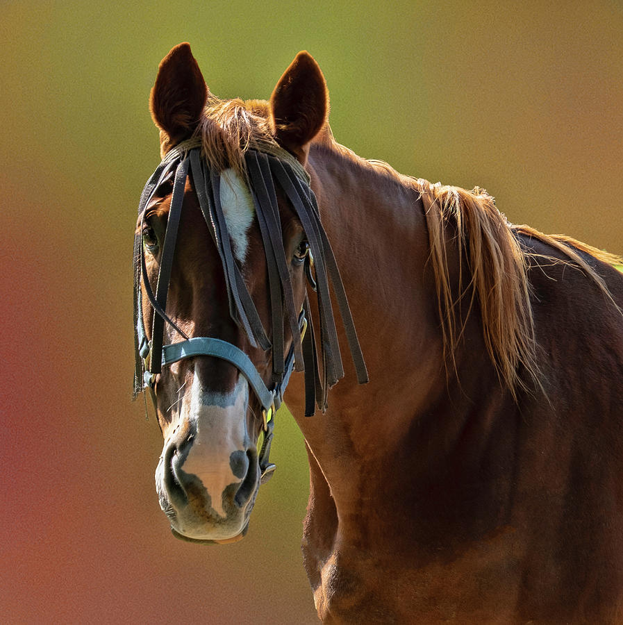 Horse Portrait Photograph by Roberta Kayne