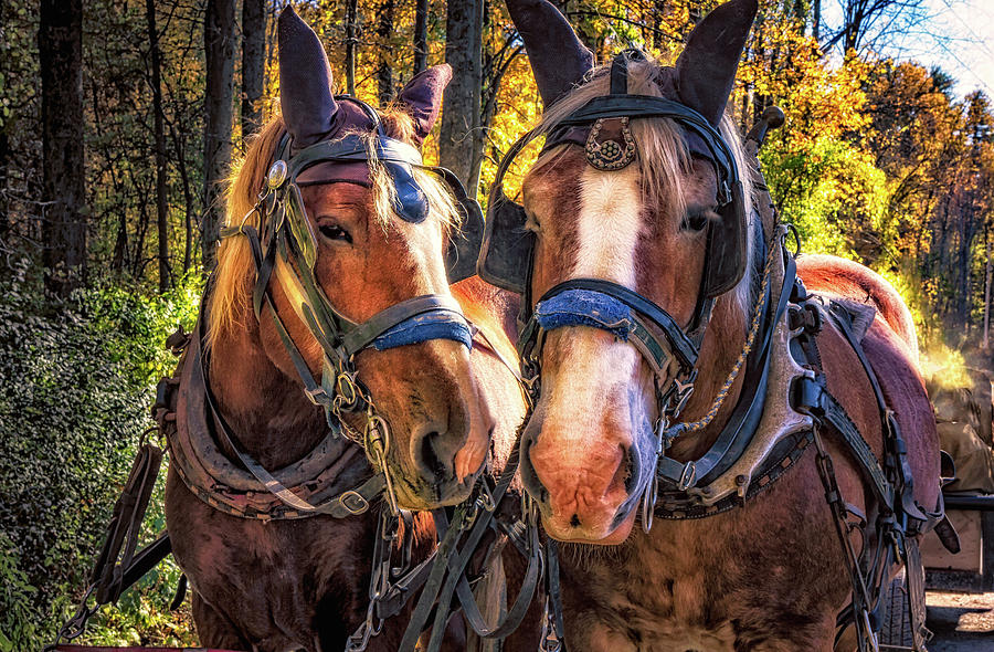 Farm Photograph - Horse Pride 2 by Robert Alsop