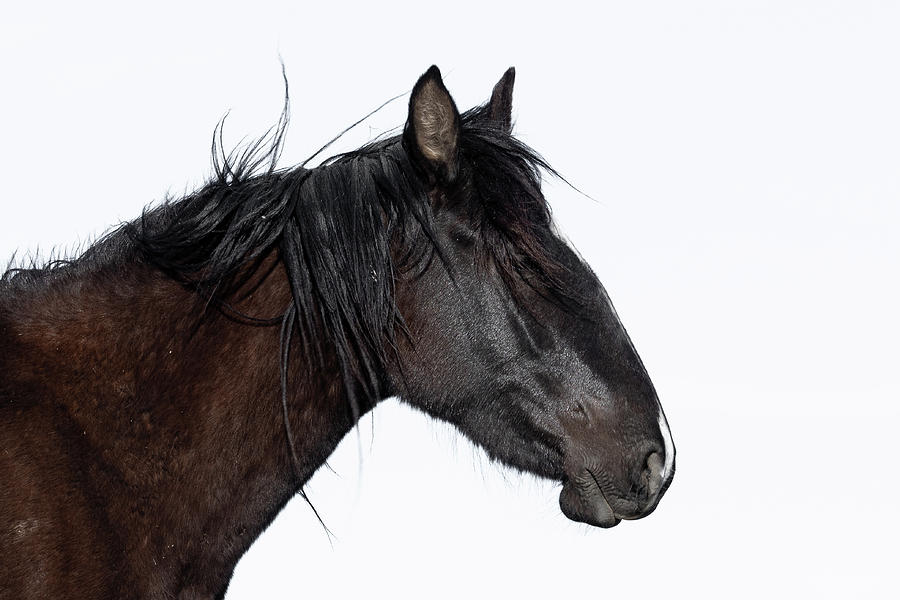 Horse Profile Photograph by Mary Hone