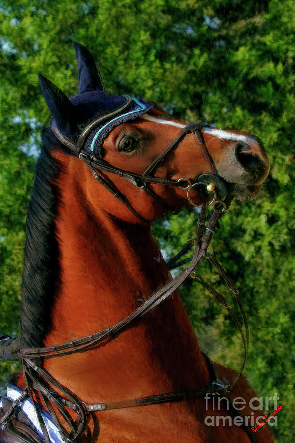 Horse Profile Portrait Photograph by Blake Richards