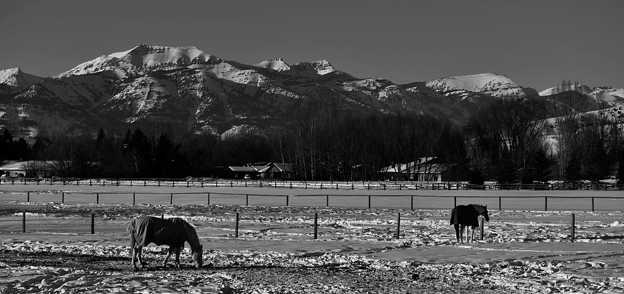 Horse ranch, Jackson Hole Photograph by Moris Senegor