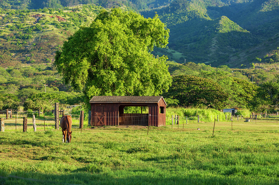 Horse Ranch Photograph by Kelly Headrick - Pixels