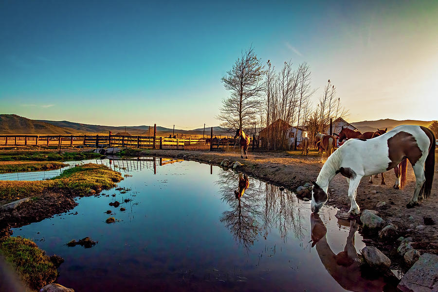 Horse Reflection Photograph by Maria Coulson
