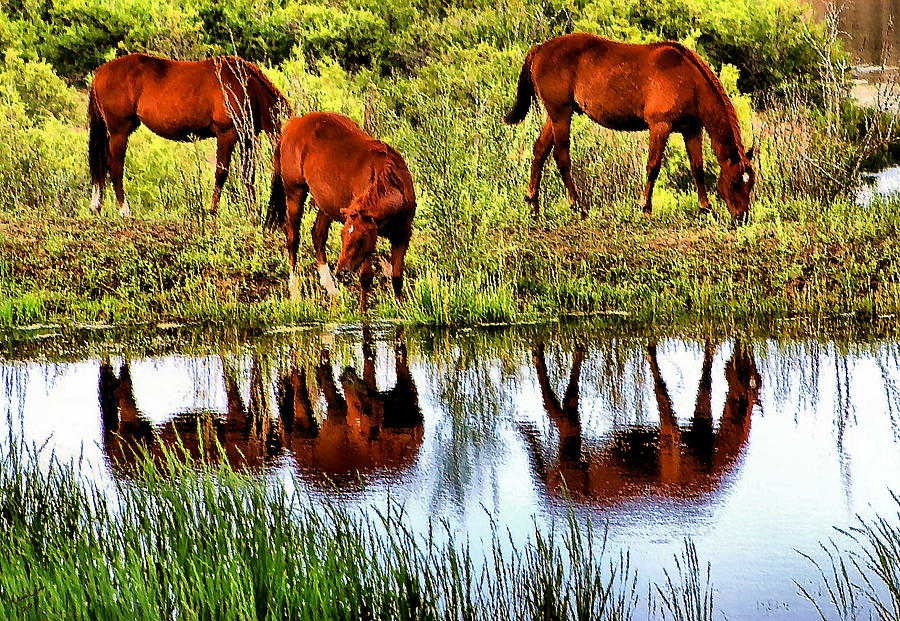 Horse Reflections Photograph by Kristin Elmquist