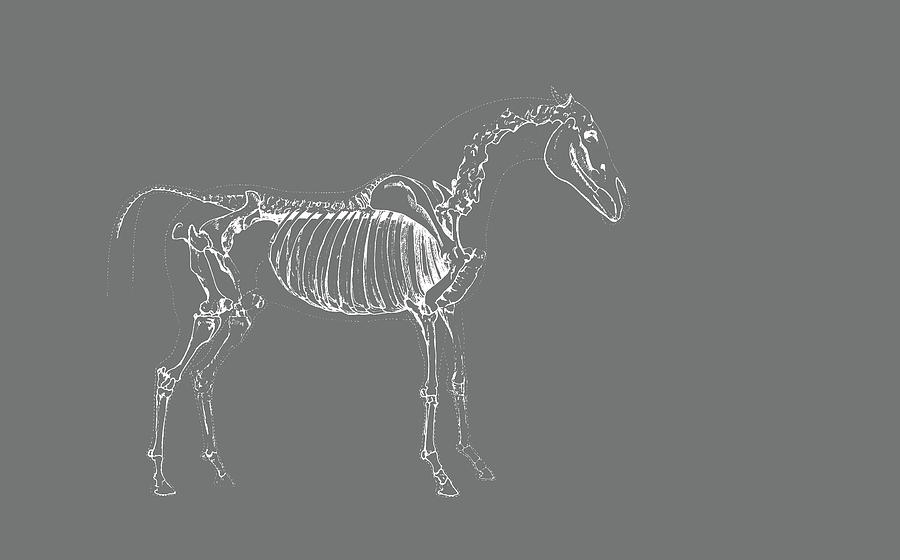 Horse Skeleton Art Photograph by Dressage Design