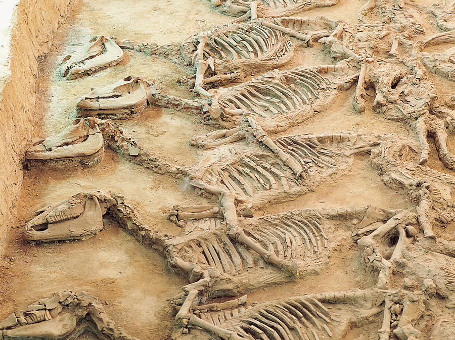 Horse Skeletons Excavated in Shandong Province, China Photograph by Digital Vision.