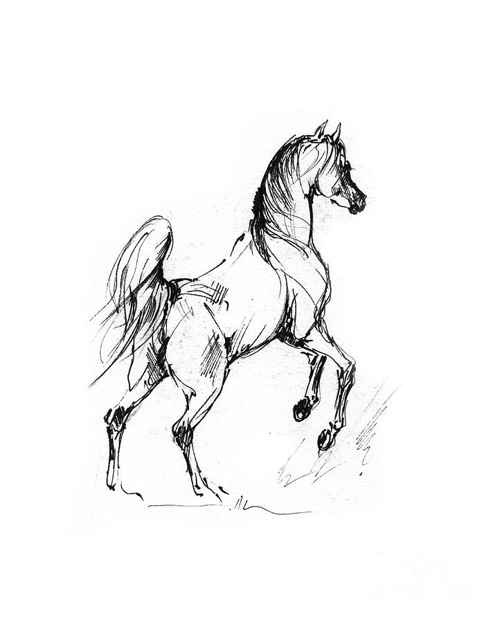 horse outline drawing